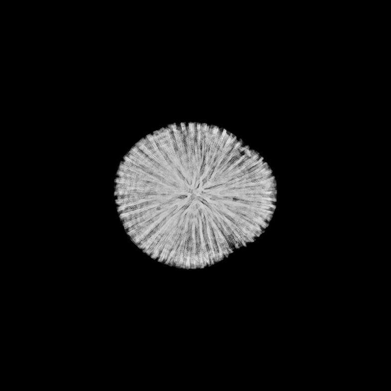 Cerveau de Neptune, « Diploria » sp.