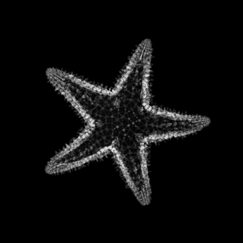 Étoile de mer, « Pentaceraster » sp.