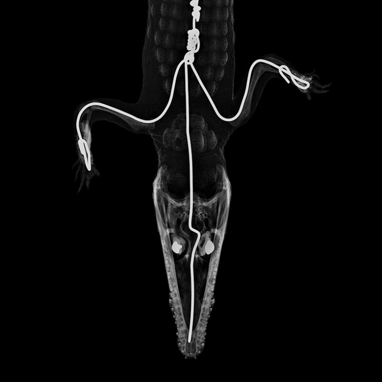 Faux-gavial d'Afrique, « Mecistops cataphractus »