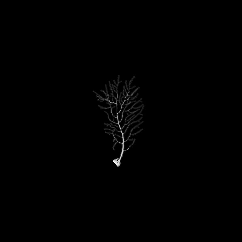 Gorgone verruqueuse, « Eunicella verrucosa »