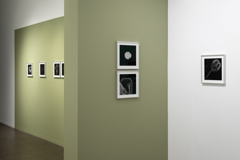 Exposition au Muséum de Nantes