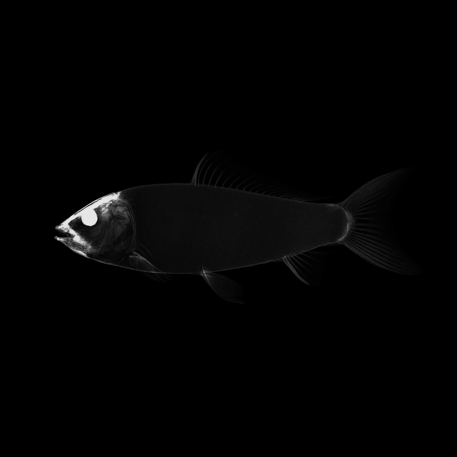 Carpe koï, Cyprinus carpio