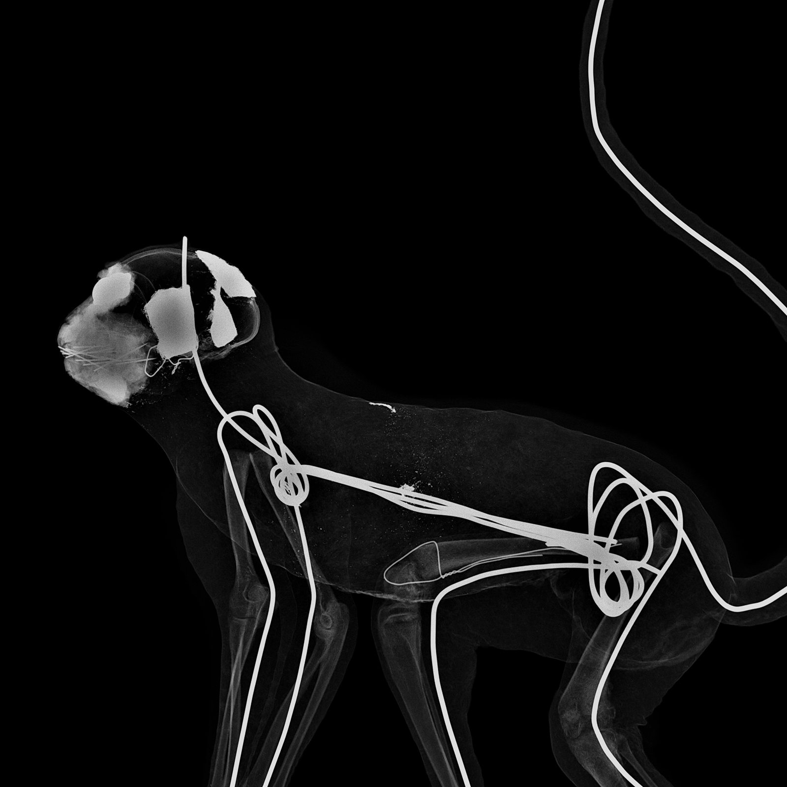 Cercopithèque, Cercopithecus sp.