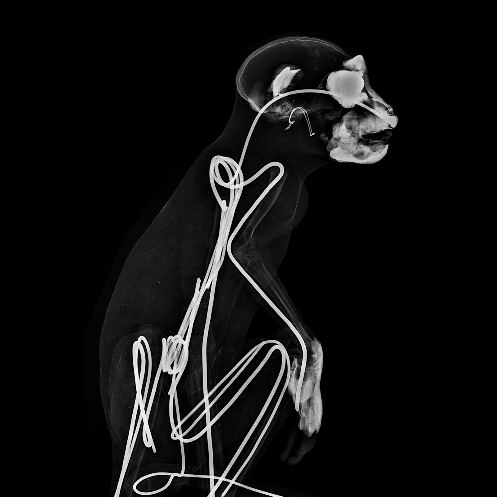 Cercopithèque diane, Cercopithecus diana