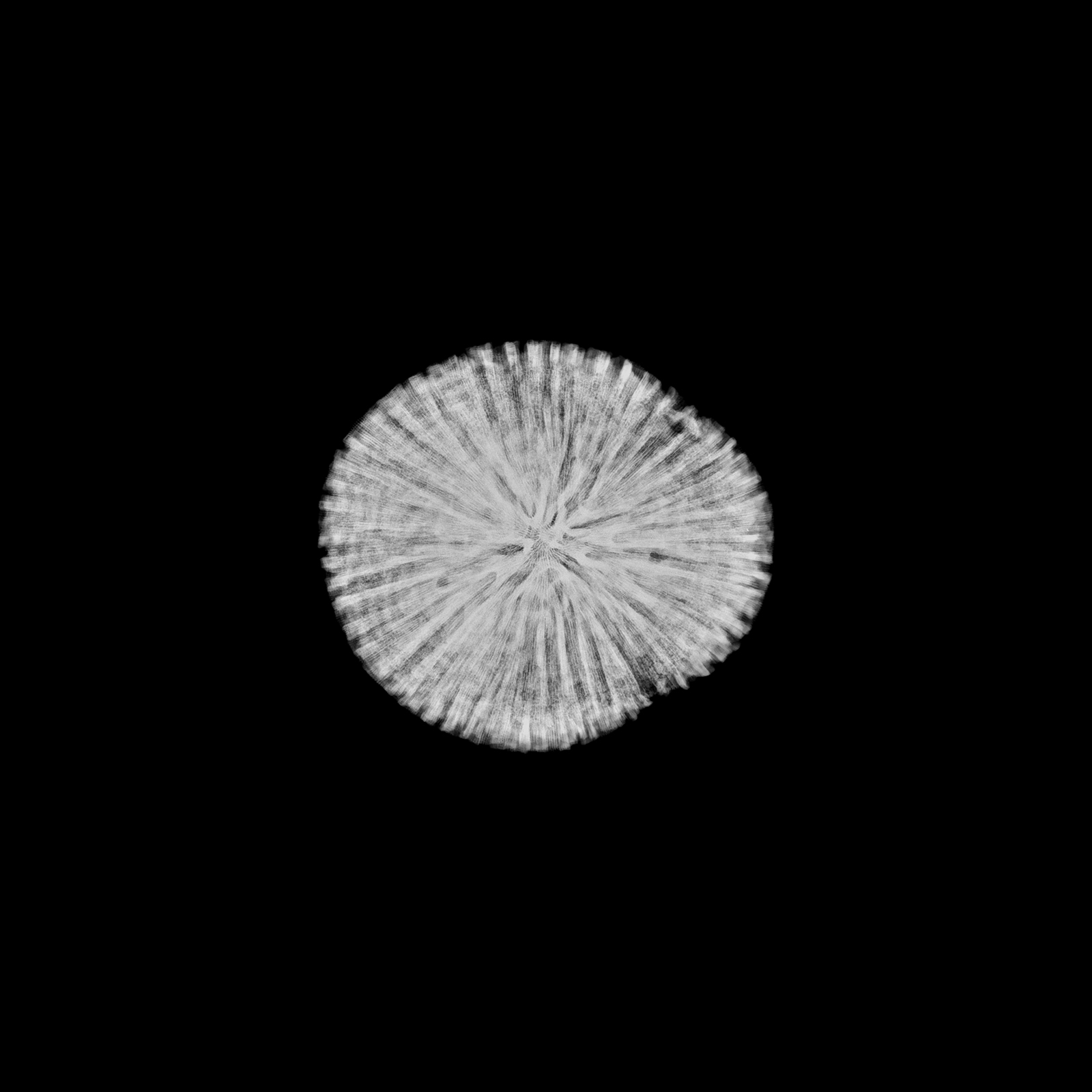 Cerveau de Neptune, Diploria sp. (vue supérieure)
