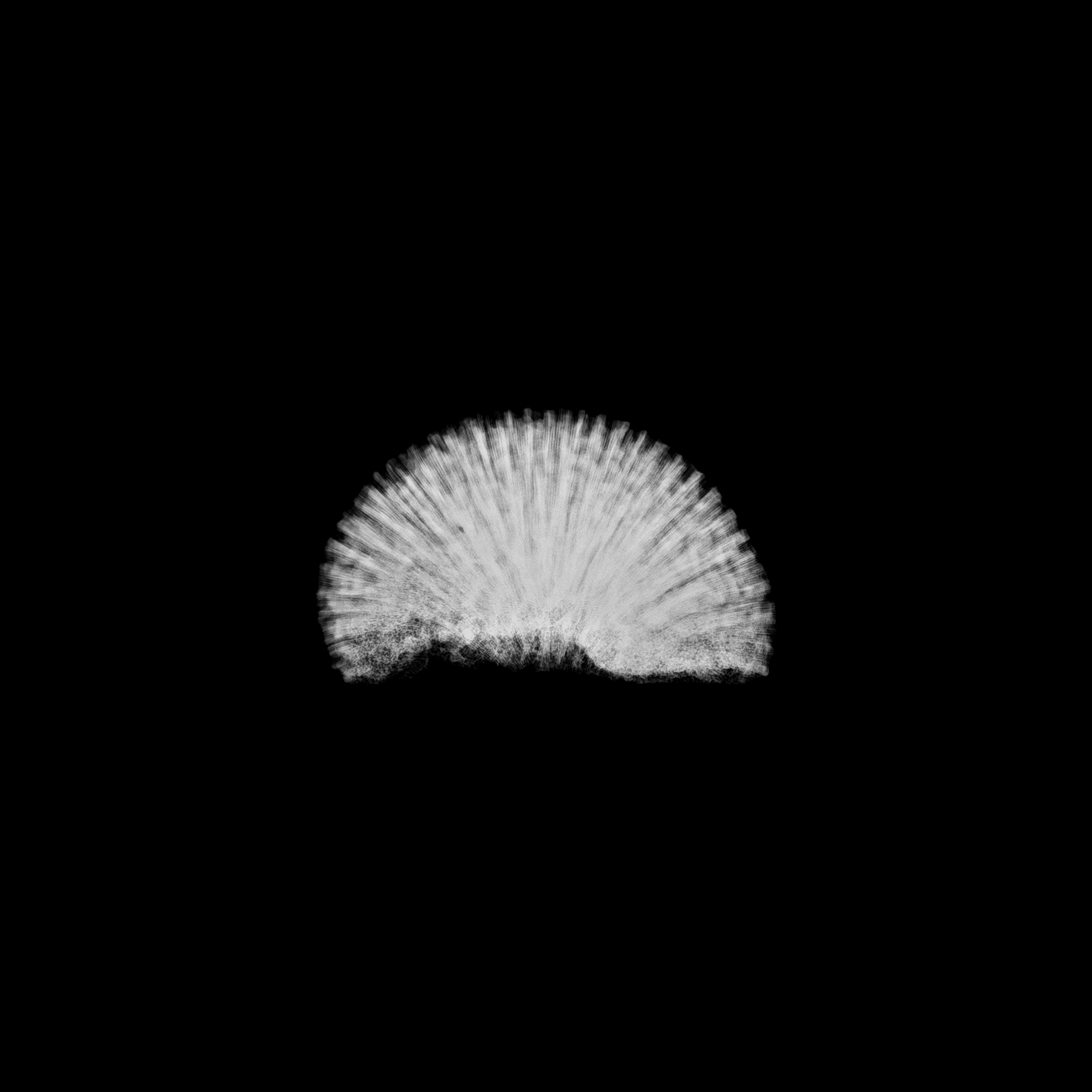 Cerveau de Neptune, Diploria sp. (vue latérale)