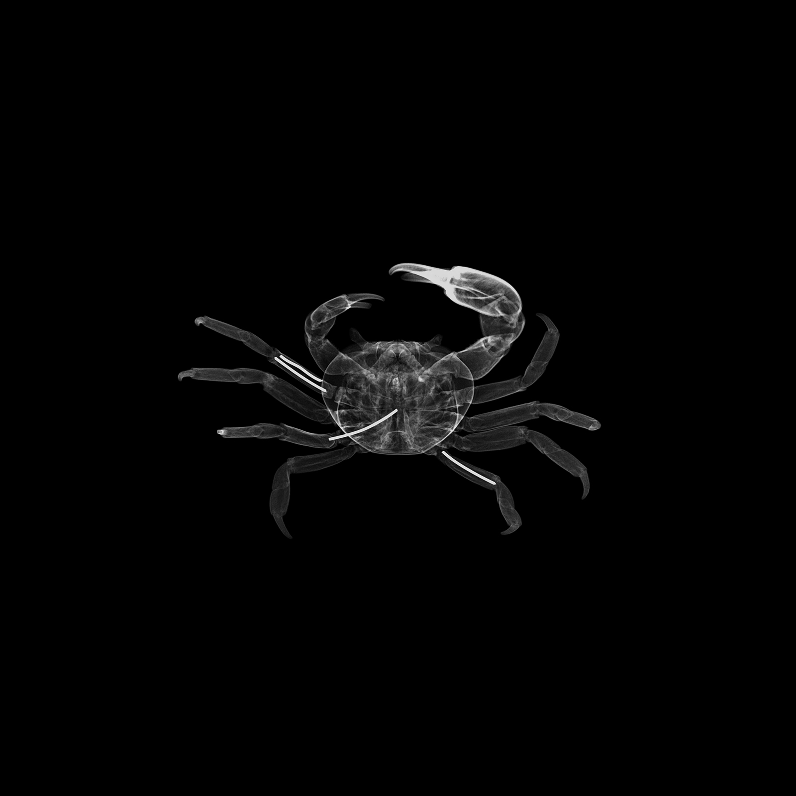 Crabe tricolore, Cardisoma armatum