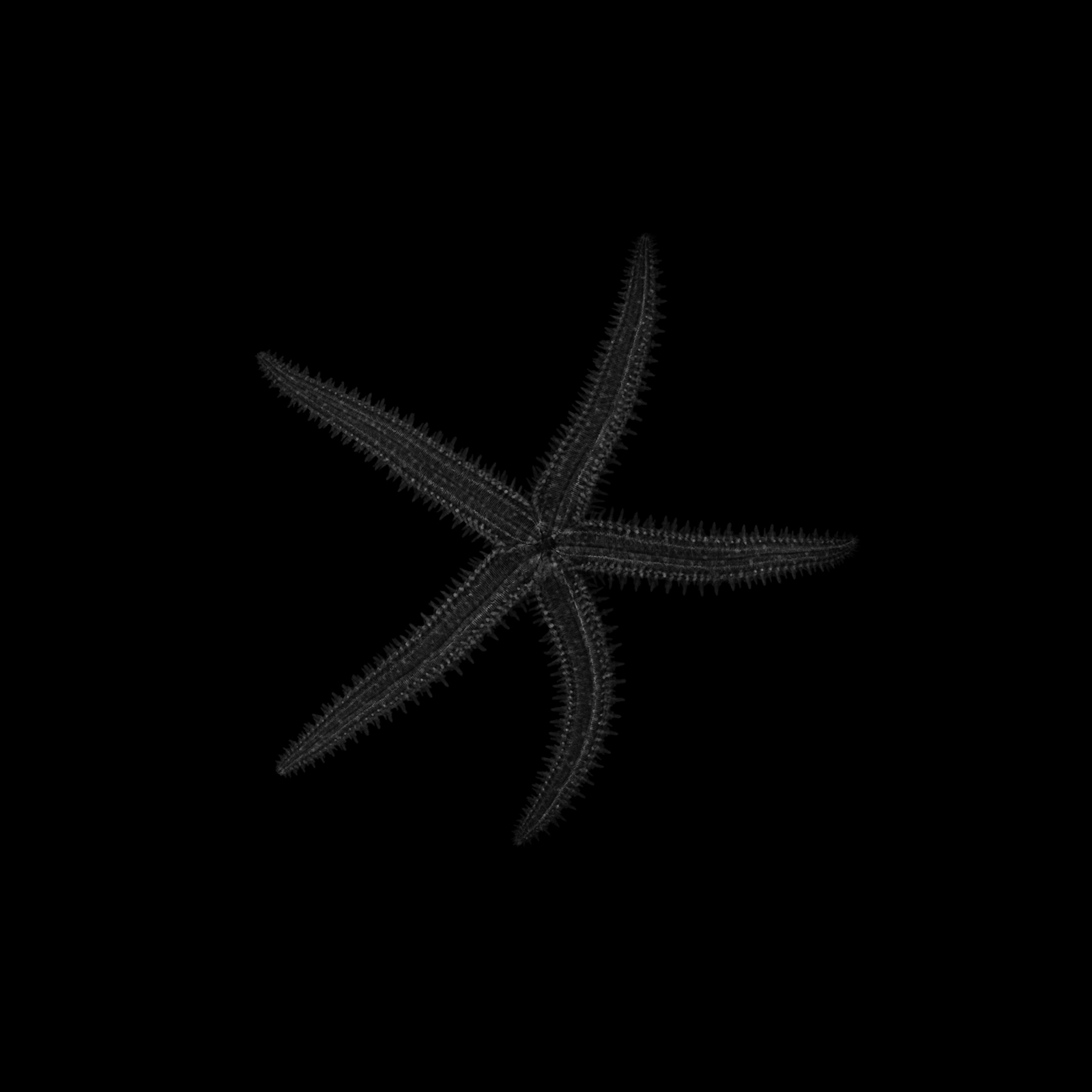 Étoile de mer, espèce non identifiée