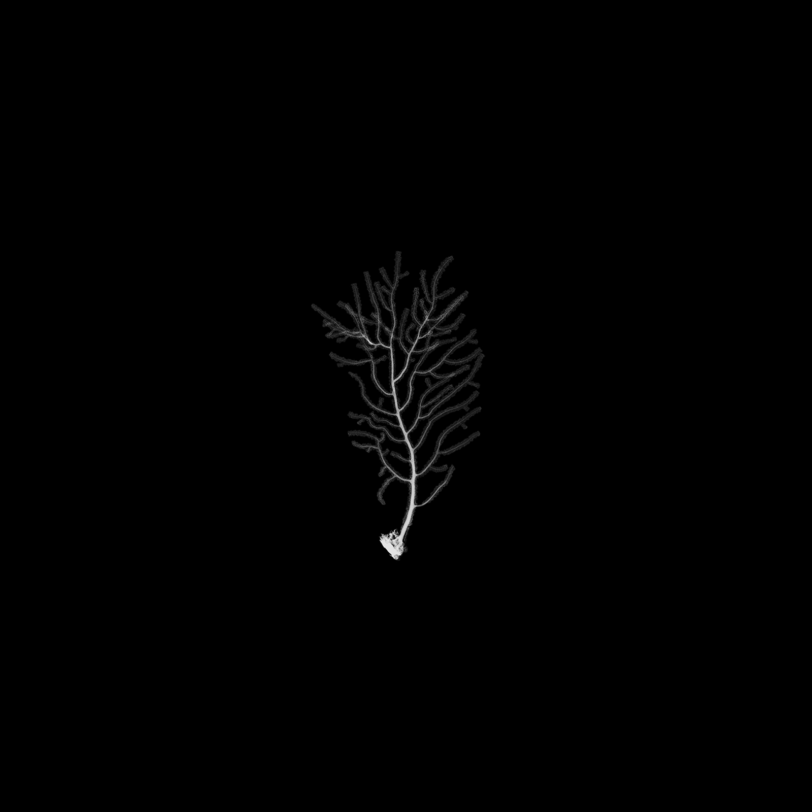 Gorgone verruqueuse, Eunicella verrucosa