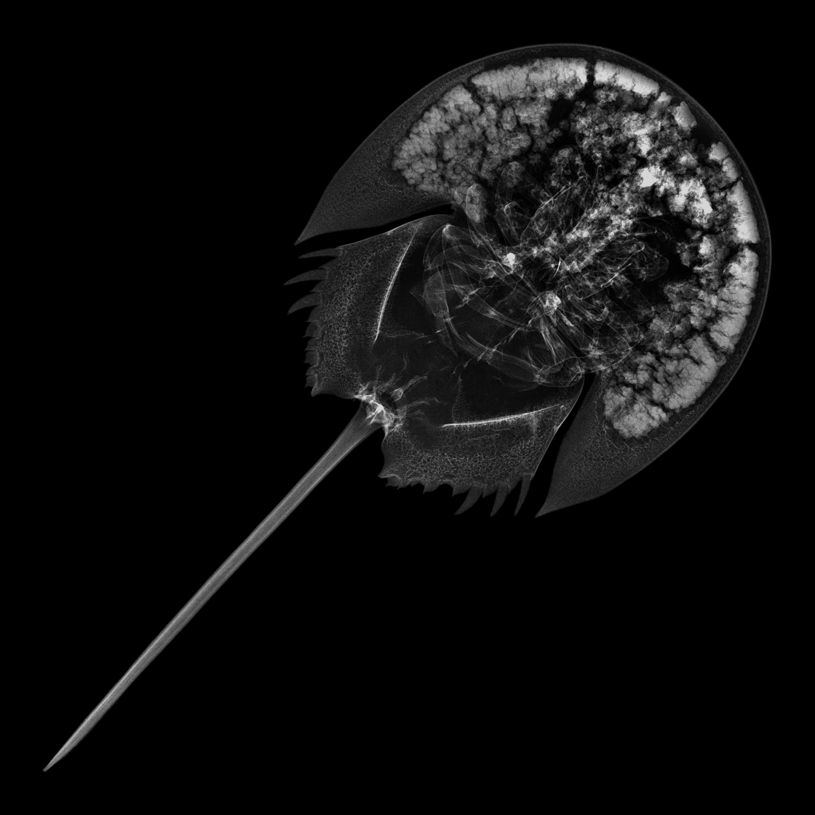 Limule, Tachypleus gigas