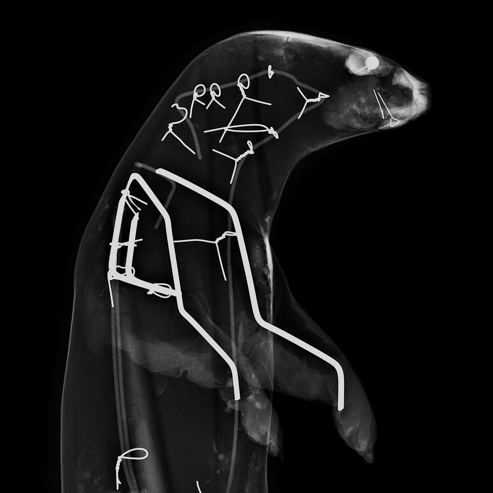 Loutre d’Europe, Lutra lutra (vue de profil)