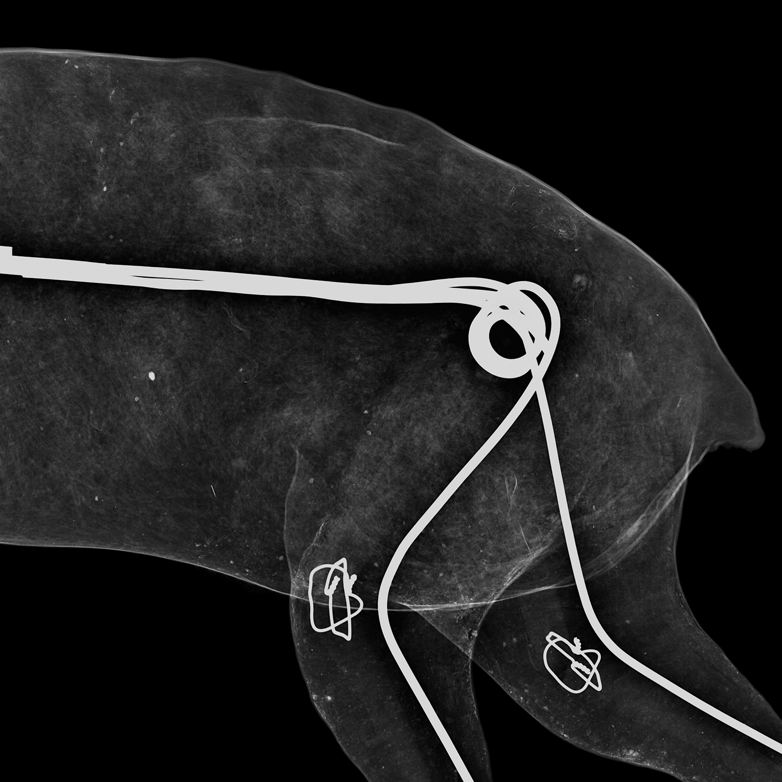 Ours malais, Helarctos malayanus, bassin