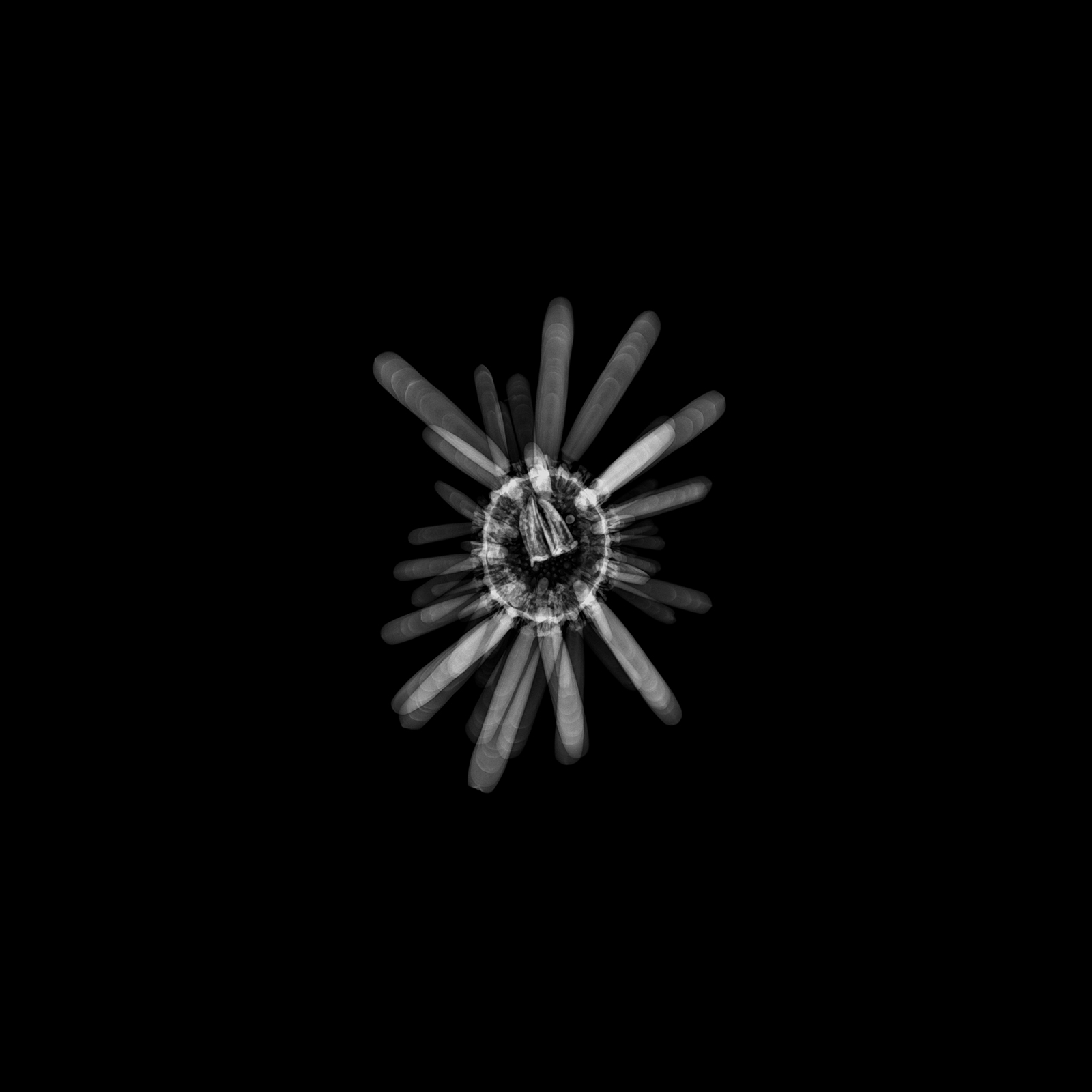 Oursin crayon, Heterocentrotus trigonarius