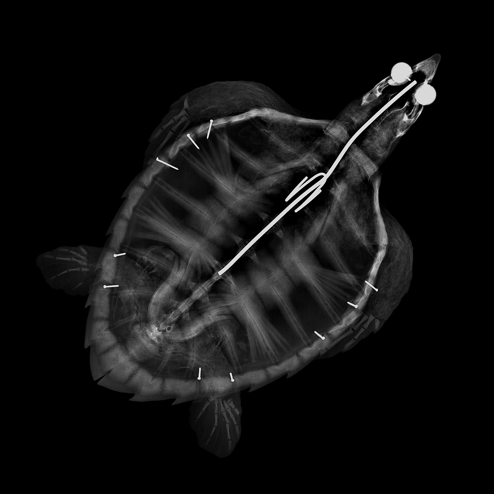 Tortue imbriquée, Eretmochelys imbricata